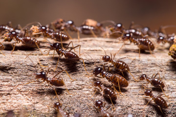 Termites in tropical rainforest, Borneo, Malaysia
