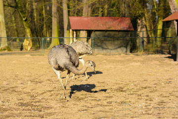 Ostrich in the fence at sunset. Life on the farm. Animals at Castle Castolovice. © karelpesorna