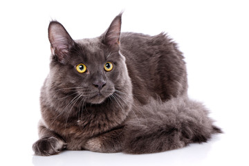 Fototapeta premium Black Maine Coon cat With long brown wavy hair, lying in front