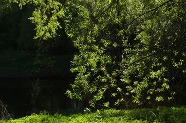 Fototapeta na wymiar River Desna in the forest