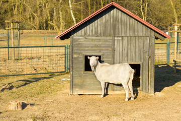 Obraz premium A white goat standing in front of the stables. Life on the farm. Animals at Castle Castolovice.