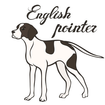 English pointer dog breed vector illustration. Doggy image in minimal style, flat icon. Simple emblem design for pet shop, zoo ads, label design, animal food package element. Gun dog sign. Dog stand.
