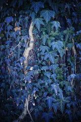 Ivy Texture, green leaves background, leaf pattern