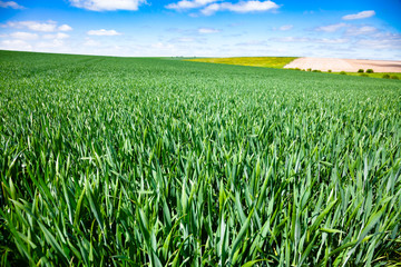 Summer rural landscape Southern England UK