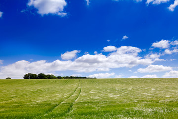 English rural landscape with barley field