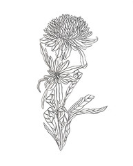 Contour illustration Flower Aster with leaves Art nouveau