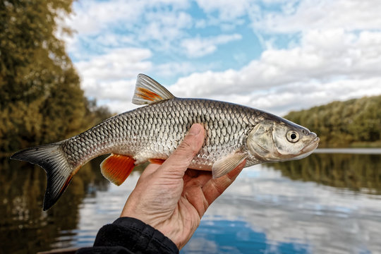 Chub in fisherman's hand caught in fall, toned