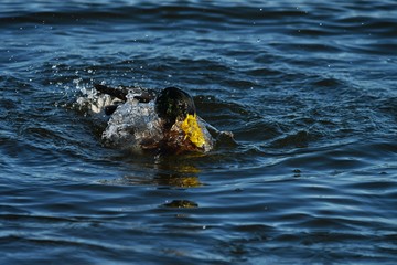Duck in water