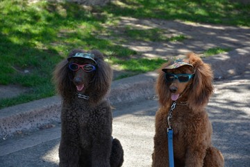 Fancy Dogs on Vacation summer time 
