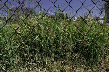 New realistic grass on metal mesh background can use like natural design