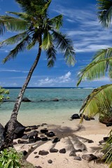 Palm Tree On A Hawaiian Beach