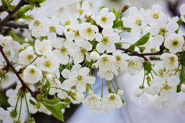 A bunch of white flowers of a spring pear closeup