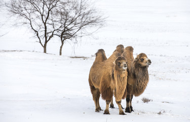 bactrian camels walking in a the winter landscape of northern Mongolia