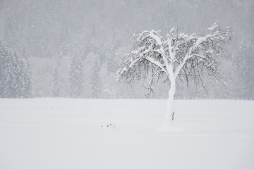 Kleiner Baum gebeugt unter der Schneelast