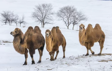 Poster bactrian camels walking in a the winter landscape of northern Mongolia