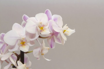 Fototapeta na wymiar Fiori di Orchidea Bianca e Rosa