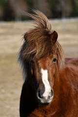 Obraz premium Icelandic horse