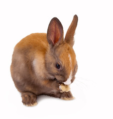 Baby bunny