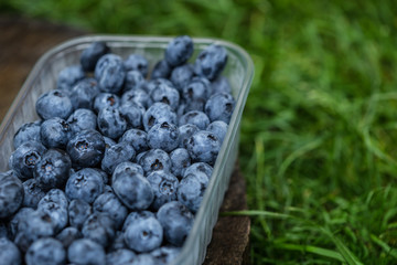 blueberry in plastic packing