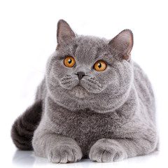 Portrait gray cat British straight with yellow eyes on white