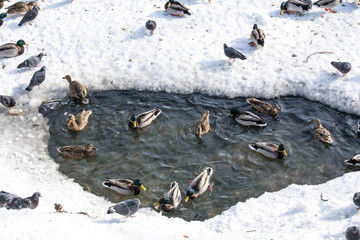 ducks in winter