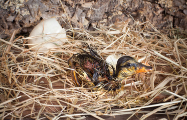 First steps of a duckling