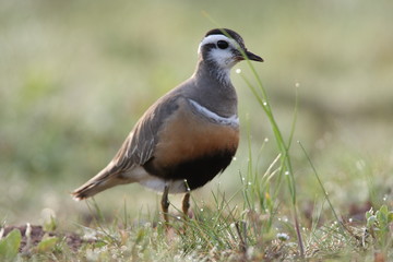Eurasian dotterel (Charadrius morinellus) Helgoland, Germany