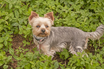 Yorkshire Terrier