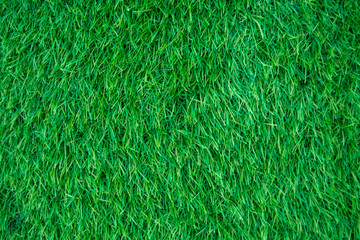 Beautiful green grass