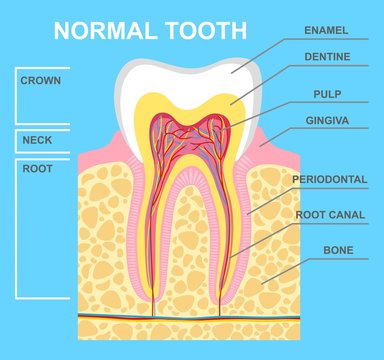 illustration of human tooth diagram. Tooth structure vector illustration