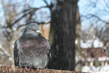doves sitting on the bird feeder