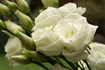 Fiore di Eustoma Bianco