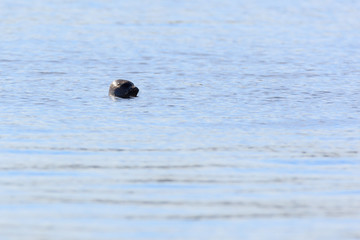 Phoca hispida, Ringed seal.