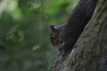 squirrel