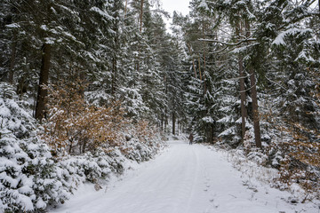 Fototapeta na wymiar Winter im Odenwald