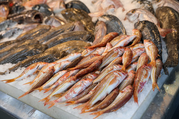 Red striped mullet fishes or Mullus surmuletus on ice for sale in the greek fish shop on the background of other fishes.