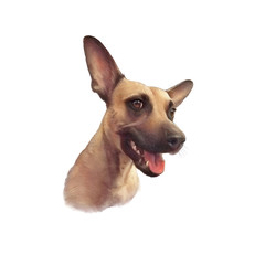 Realistic Portrait of Red a Miniature Pinscher. Cute funny puppy, toy terrier dog isolated on white background. Animal collection. Dog hand painted illustration. Good for print T-shirt. Art background