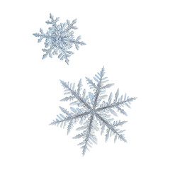 Two snowflakes isolated on white background. Macro photo of real snow crystals: large stellar dendrites with complex, ornate shapes, fine hexagonal symmetry, long, elegant arms and glossy surface.