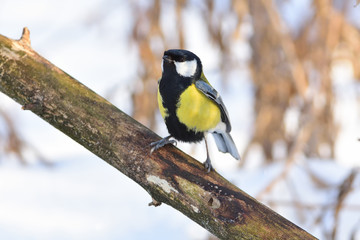 Great tit took a fighting stance, defending feeding territory.
