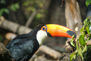 Toucan profile