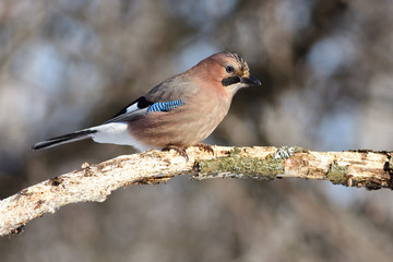 Eurasian jay sits on a branch (one can see every feather and sun reflect in eye).
