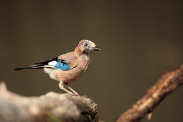 The Eurasian jay (Garrulus glandarius) sitting on the branch. Young jay at a water hole.