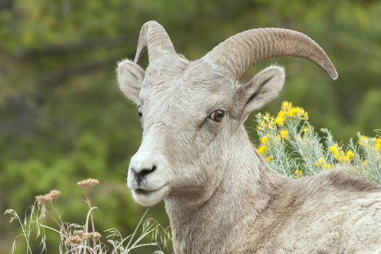 Female rocky mountain big horn portrait close-up