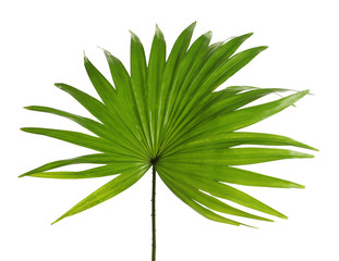 Green tropical leaf of Livistona Rotundifolia palm tree on white background