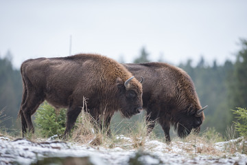 bisons européens . Bison bonasus.