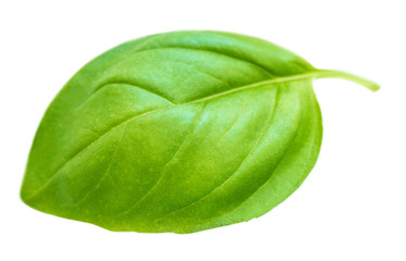 Obraz premium Basil leaf isolated on white background, macro