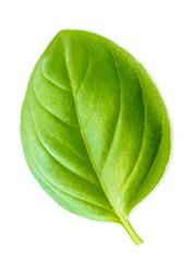 Basil leaf isolated on white background, macro