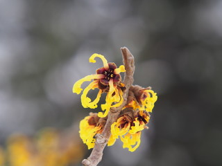 Yellow and burgundy inflorescences of Witch hazel. Hamamelis in full bloom. Winter in Poland.