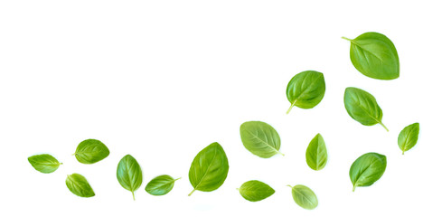 Fluing Fresh  basil herb leaves isolated on white background. Top view. Flat lay. .