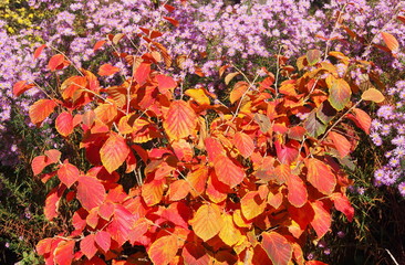 Witch hazel - Hamamelis 'Diane' with Aster on the background, Poland, autumn